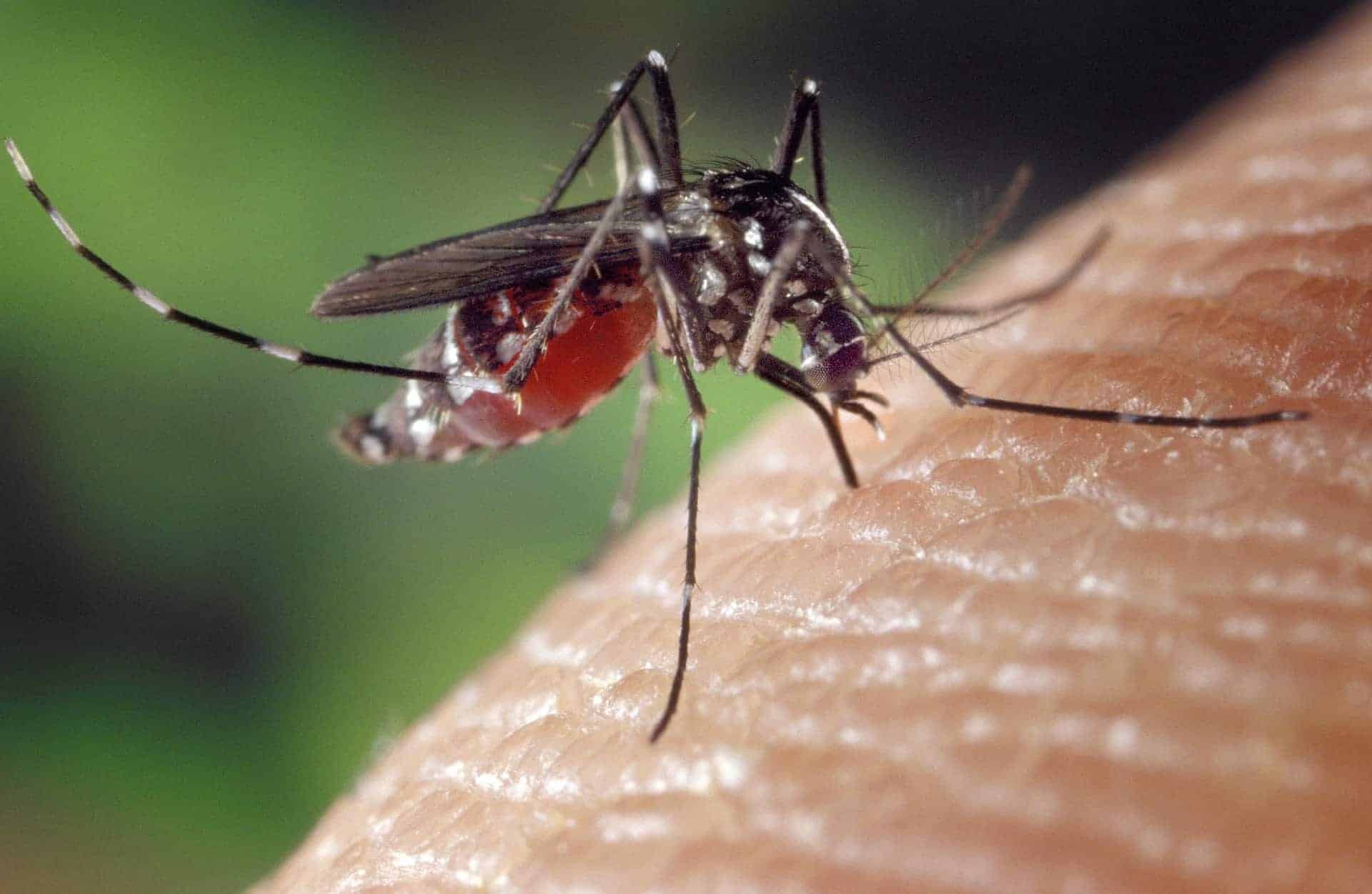 Aedes aegypti mosquito dengue fever