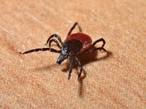 Read more about the article Lyme Disease