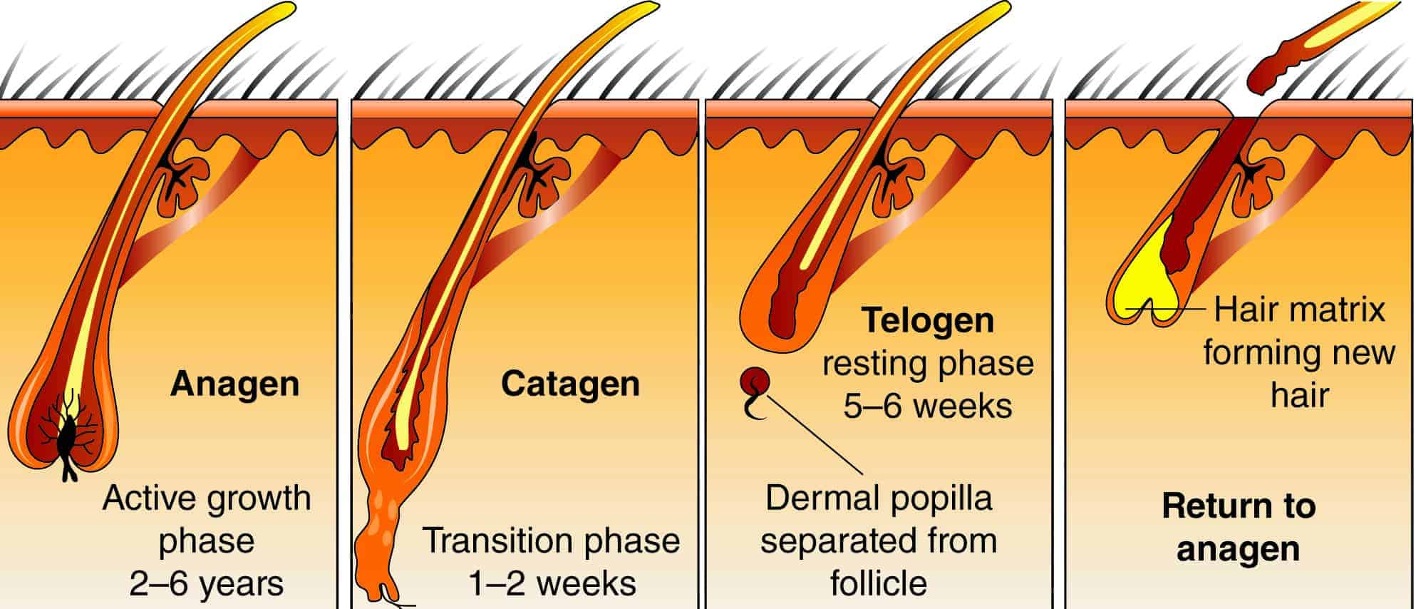 Hair falling out after pregnancy - What to do? - Costamedic