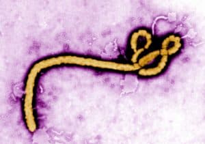 Read more about the article All About Ebola Virus Disease – symptoms, treatment, prevention