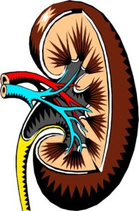 Read more about the article How to keep your kidneys healthy naturally?