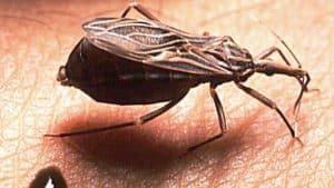 Read more about the article Chagas Disease