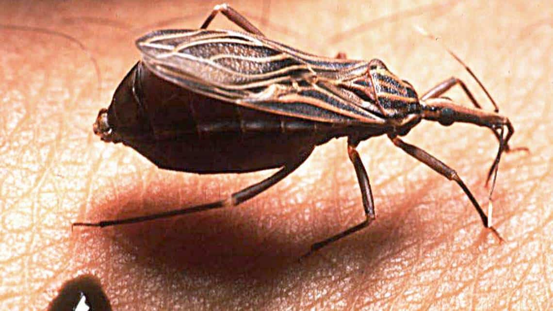 Chagas Disease - Costamedic