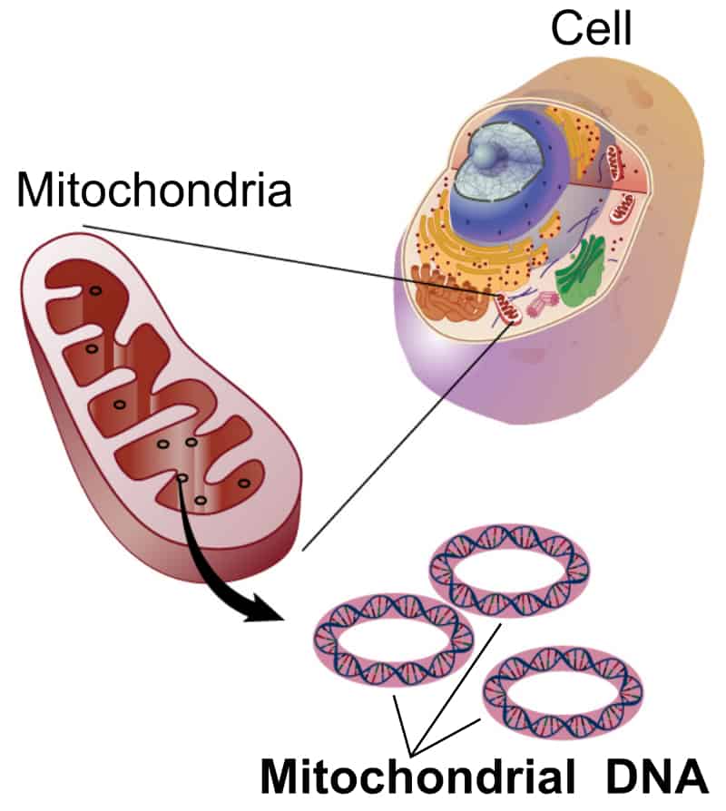 MERRF syndrome