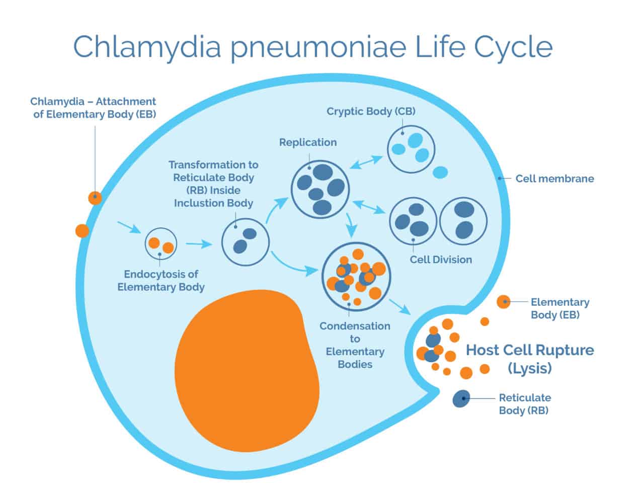 Chlamydia pneumoniae infection Costamedic